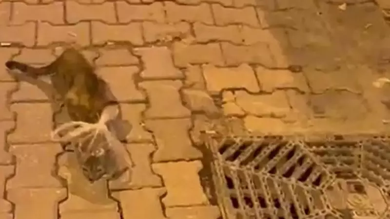 Bursa'da İnsanlık Utansın: Kedinin Başına Poşet Geçirenler Pes Dedirtti!