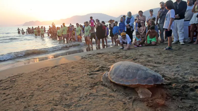 Caretta Caretta Tuba'nın İnanılmaz Yolculuğu: 7 Bin Kilometrede İkinci Dünya Turu!