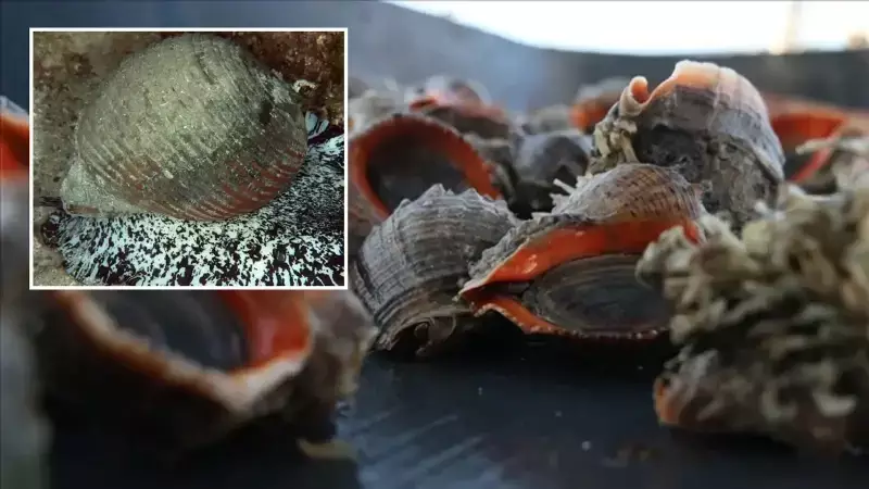 Deniz Salyangozu İhracatı Patlaması: 9 Ayda 107 Milyon Dolar Gelir!