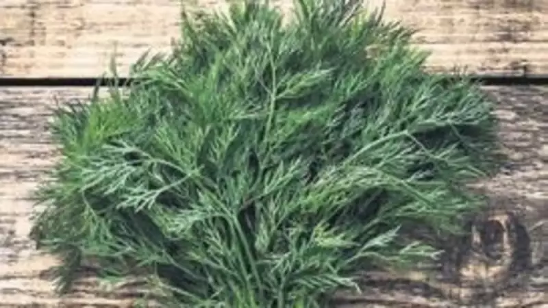 Dereotu: Mutfaktan Öte Bir Şifa Deposu! İşte Bilinmeyen 10 Mucizevi Faydası