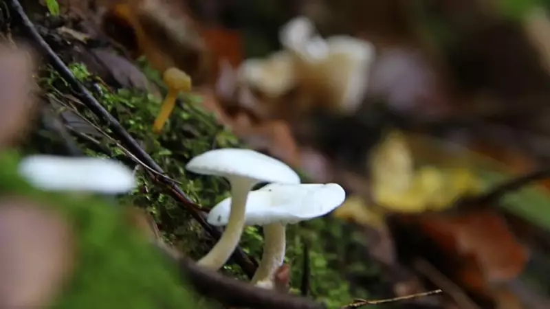 Doğada Gördüğünüz Her Mantara Elinizi Uzatmayın! Uzmanlar Zehirlenme Konusunda Uyardı