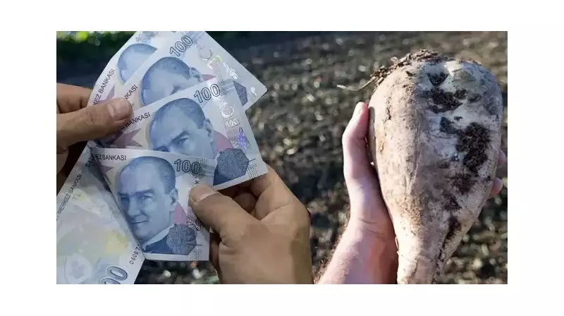 Şeker Pancarı Alım Fiyatı Açıklandı! 2025'te Çiftçinin Cebine Ne Girecek?