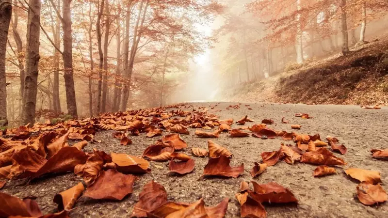 Ekim Ayına Özel: Kalpleri Isıtacak En Güzel Mesajlar ve Romantik Şiirler Burada!