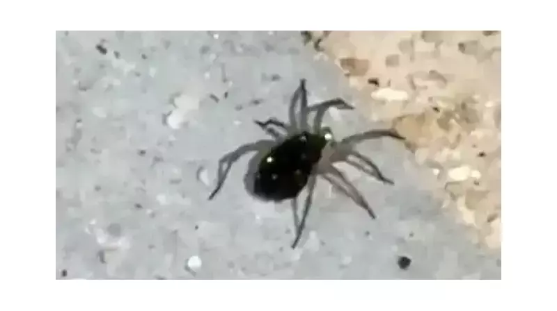 Elazığ'da Görüntülendi: Zehirli Kurt Örümceği Görenleri Şaşkına Çevirdi!