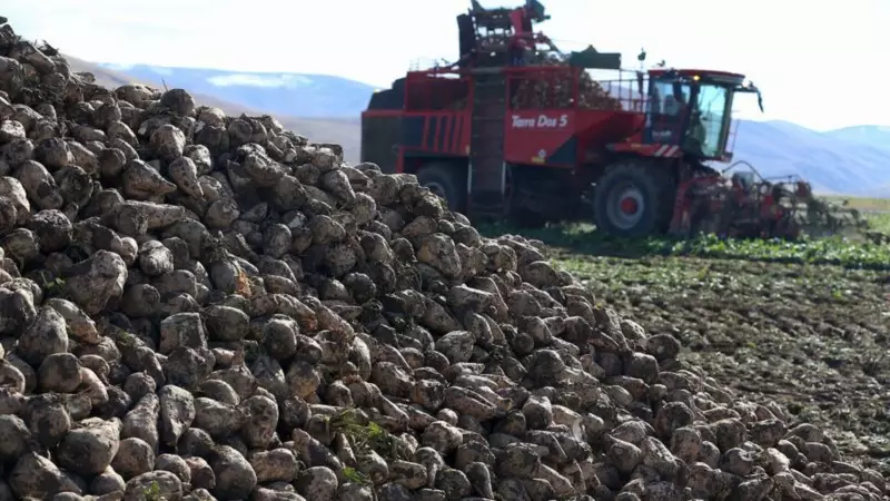 Erzurum'da Tarım Patlaması! Ekim Alanları Yüzde 40 Arttı - Çiftçilerin Yüzü Güldü