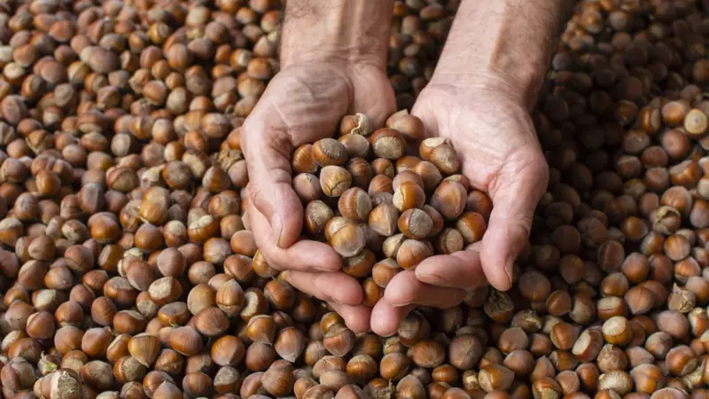 Giresun Fındığı Rekor Kırdı: Kilo Fiyatı 352 TL ile Zirvede!