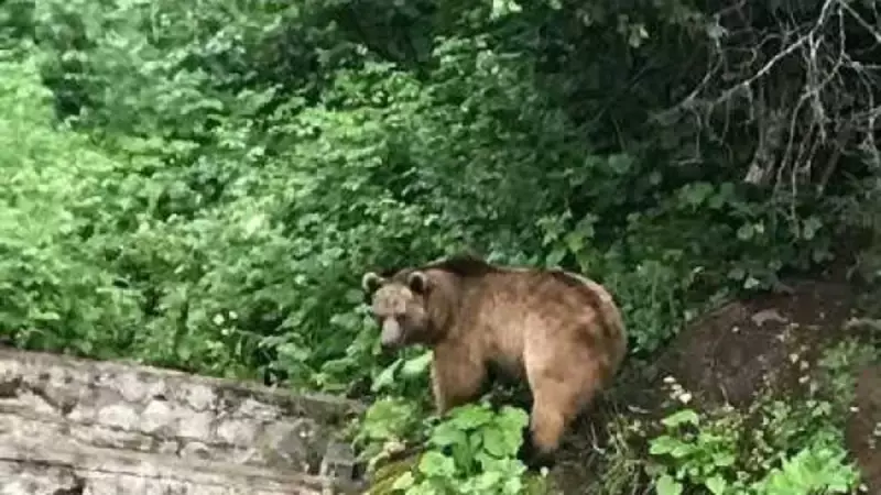 Hakkari'deki Ayı Saldırısı: Köylüleri Korku Sardı!