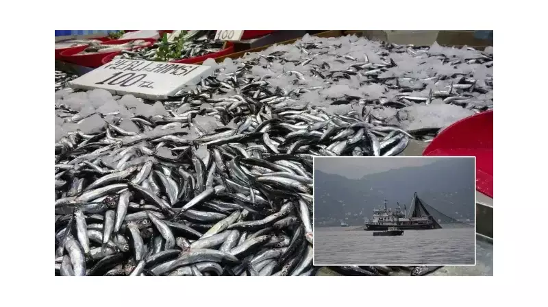 Hamsi Alarmı! Karadeniz'de Balıkçıların Ağları Bu Sefer Boş Döndü - İşte Nedeni