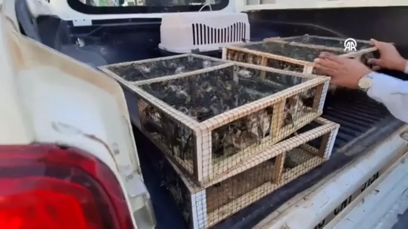 Hatay'da Tarihi Operasyon: 786 Şaka Kuşu Ele Geçirildi!