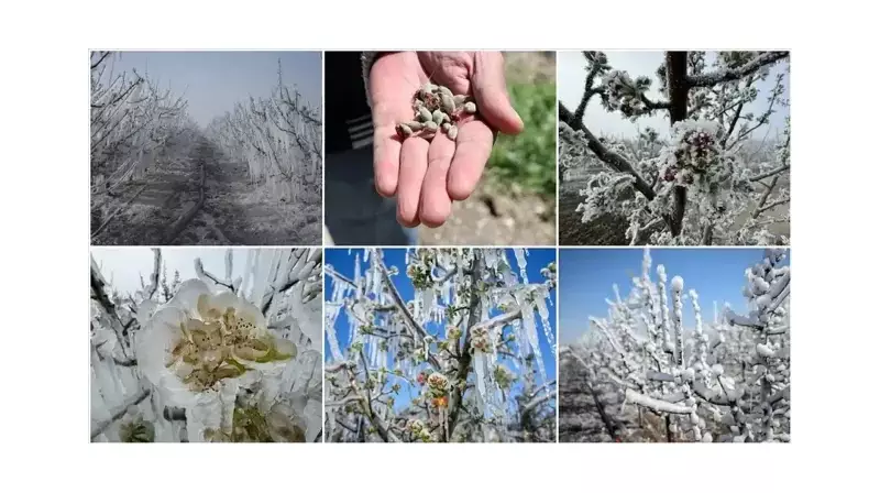 Çiftçilere Müjde! Zirai Don Tazminatları Nihayet Ödeniyor - Bakan Yumaklı Açıkladı