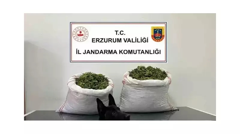 Jandarma Uyuşturucu Çetesini Çökertti: 7 Gözaltı, Büyük Miktarda Esrar Ele Geçirildi!