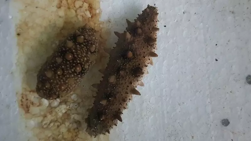 Japon Denizkestanesi İstilası Bilim Dünyasını Alarma Geçirdi! Akdeniz'deki Nüfus Patlamasının Sırrı Araştırılıyor