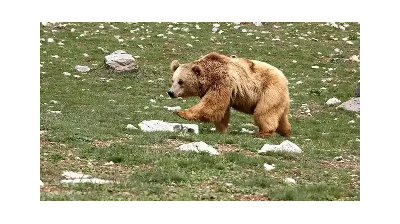 Japonya'da Ayı Saldırıları Korku Saçıyor: Bu Yıl 9 Can Gitti!