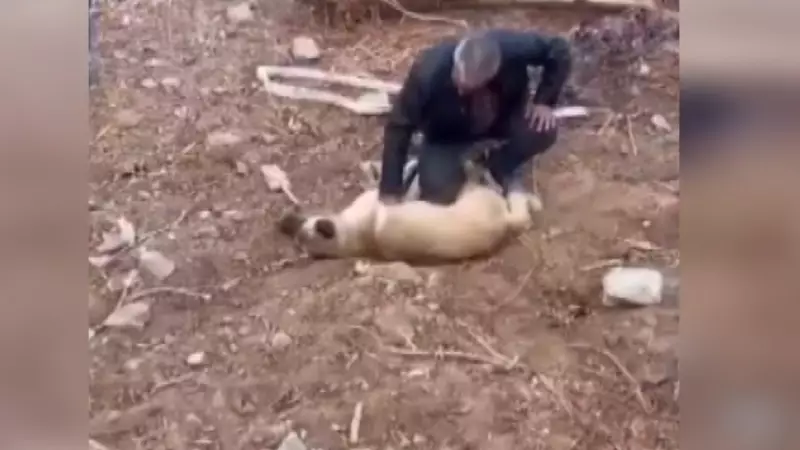 Kalbi Durmuştu! İnanılmaz Müdahale: Köpeğe Kalp Masajıyla İkinci Hayat