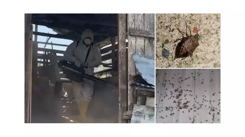 Karadeniz'i İstila Eden Kahverengi Kokarcalar İçin Harekât Zamanı! Bakanlık Devreye Girdi