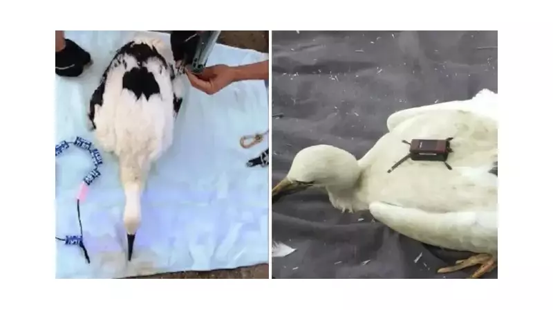 Karahacılı Leyleği'nin İnanılmaz Yolculuğu: 3 Yılda 22 Bin Kilometre!