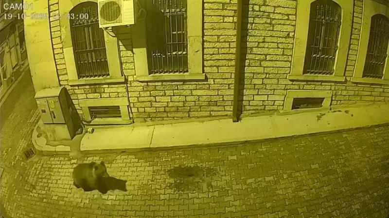 Kastamonu'da Açlık Sınırında! Yavru Ayı İlçe Merkezinde İnsanları Şaşkına Çevirdi