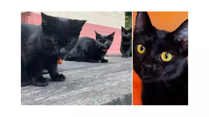 Katalonya'da Kara Kedi Yasası: Evcil Hayvan Sahiplenmek Yasaklandı!