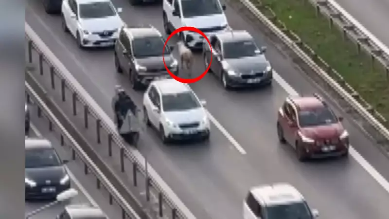 Kayseri'de Sürücüleri Şaşkına Çeviren Koyun İstilası! Trafik Durma Noktasına Geldi