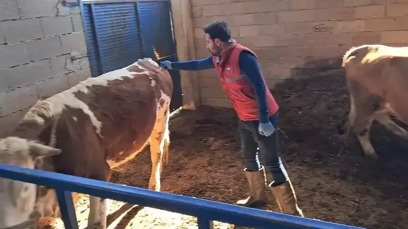 Kocaeli'nde Büyükbaş Hayvanlara Şap Aşısı: Çiftçiler Nefes Aldı!