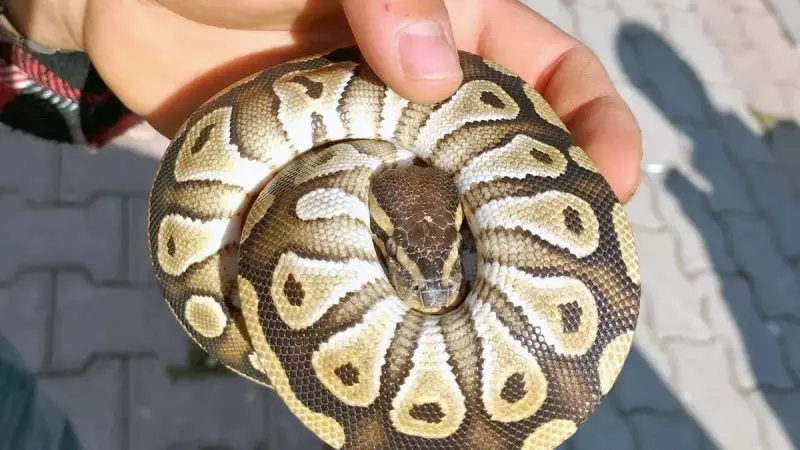 Konya'da Polisi Şoke Eden Bulgu: Gözaltına Alınan Şahıstan Yavru Piton Çıktı!