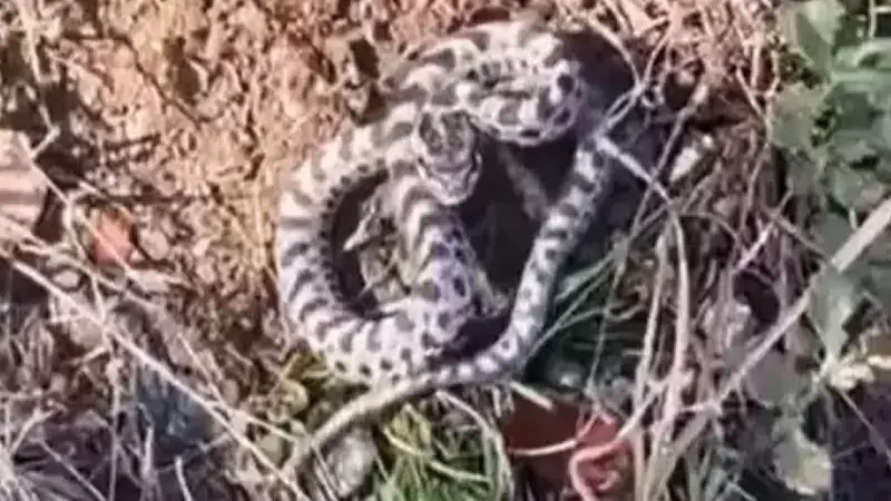 Mantar Toplamaya Gitti, Dünyanın En Ölümcül Yılanıyla Burun Buruna Geldi!