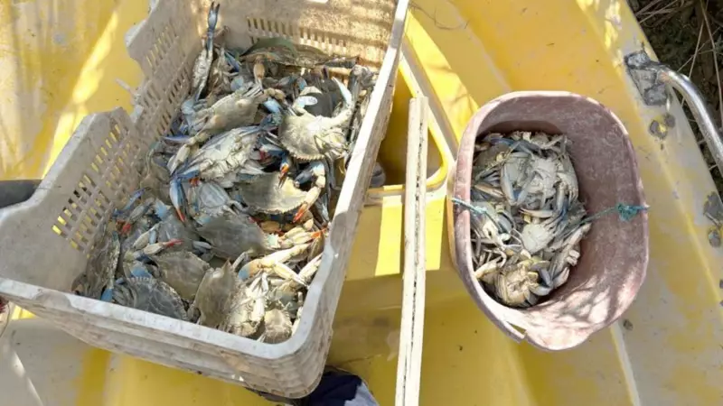 Mavi Yengeç Kaçakçıları Jandarma Operasyonuyla Yakayı Ele Verdi!