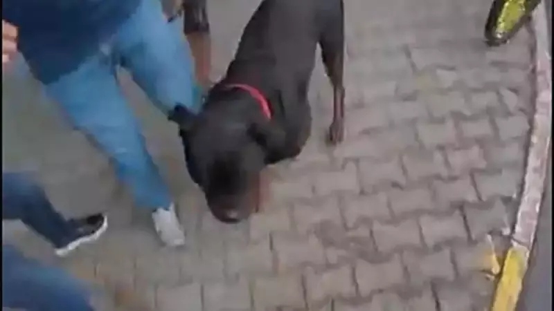 Mersin'de Rottweiler Dehşeti: Kadın ve Kuryeye Zincirsiz Saldırı!