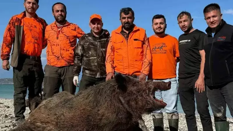 Sinop'ta Köylülerin Kabusu Bitiyor! 300 Kiloluk 'Canavar' Domuz Nihayet Yakalandı