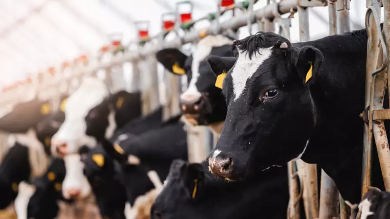 Süt Sektöründe Fiyat Fırtınası! Rekabet Kurumu Devrede, Tüketici ve Üretici Nefesini Tuttu