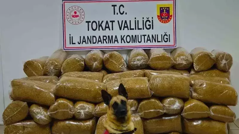 Tokat'ta Dev Kaçak Tütün Operasyonu: Tam 450 Kilo Ele Geçirildi!