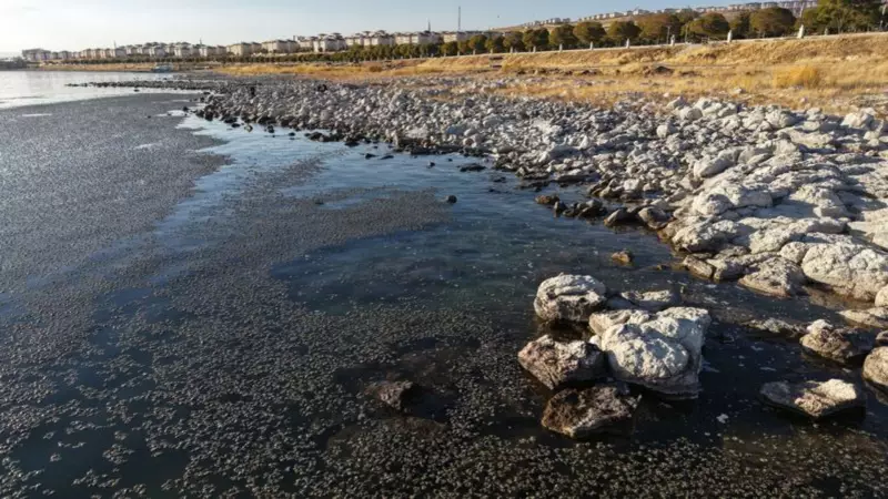 Van Gölü'nde Yeşil İstila: Yosun Tabakası Göle İkinci Bir Yüzey Mi Oluşturuyor?