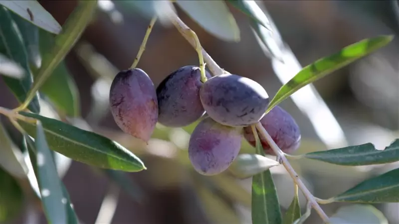 Zeytinde Korkutan Haber: Bu Yıl Rekolte Yüzde 30 Düşecek!