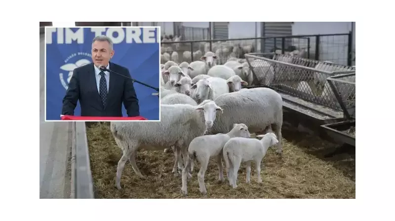 İzmir'de Hayvancılık Rüzgarı: 210 Küçükbaş Canlı Yatırım İçin Çiftçilere Ulaştı!