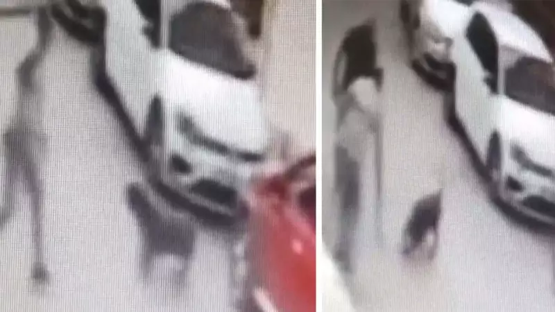 İzmir'de Sokak Köpeğine Kemerle Acımasız Saldırı! Şüpheli Gözaltında