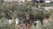 Batı Şeria'da Zeytin Hasadı Kan Kusturuyor: İsrail 259 Saldırıyla Çiftçileri Vurdu!