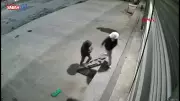 Bayrampaşa'da Akıl Almaz Yöntem: Kafalarında Şeffaf Poşetle Güvercin Çalan Şüpheliler Kamerada!