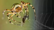 Bilim Dünyasını Şaşkına Çeviren Keşif: Örümcek Ağlarındaki Gizemli Desenin Sırrı Nihayet Açığa Çıktı!