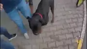 Mersin'de Rottweiler Dehşeti: Kadın ve Kuryeye Zincirsiz Saldırı!