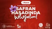 Safranbolu'da Mor Hasat: Kadın Eliyle Açan Dünyanın En Değerli Çiçeği