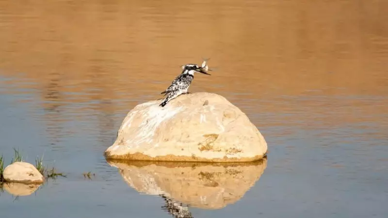 Adıyaman'da İlk Kez Görüntülendi: Alaca Yalıçapkını