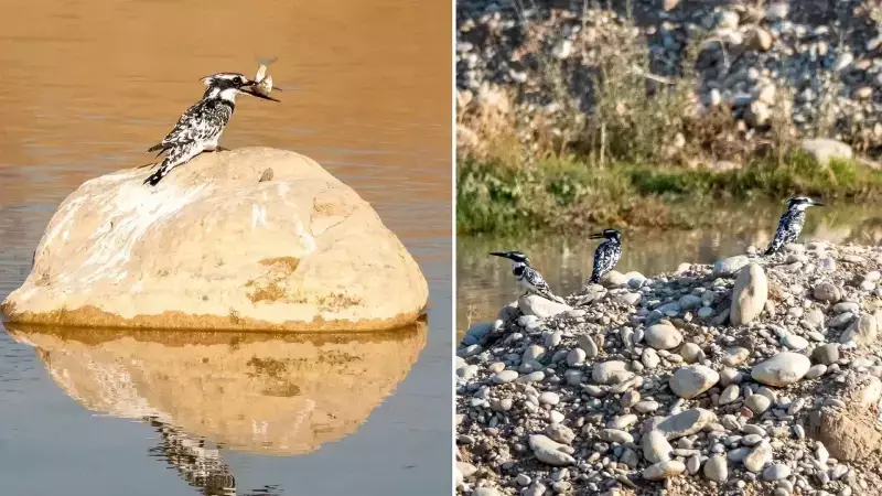 Adıyaman'da İlk Kez Görüntülendi: Kayıt Altına Alınmamış Kuş Türü
