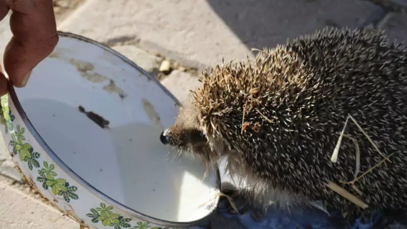Aksaray'da Çiftçi ile Kirpinin Sıra Dışı Dostluğu