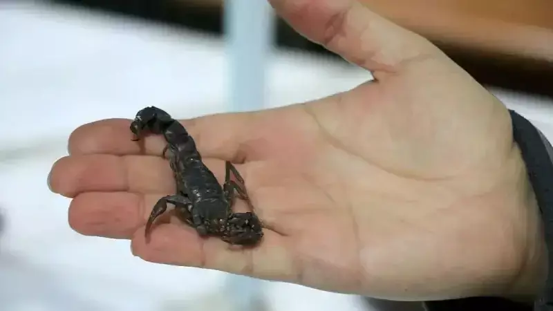 Şanlıurfa'da 1000 Akrepten Zehir Üretimi: İhracat Hedefi 20 Bin