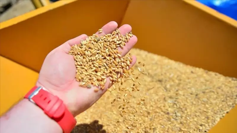 Arpa ve Mısır İthalatında Tarife Kontenjanı 1 Milyon Tona Çıktı