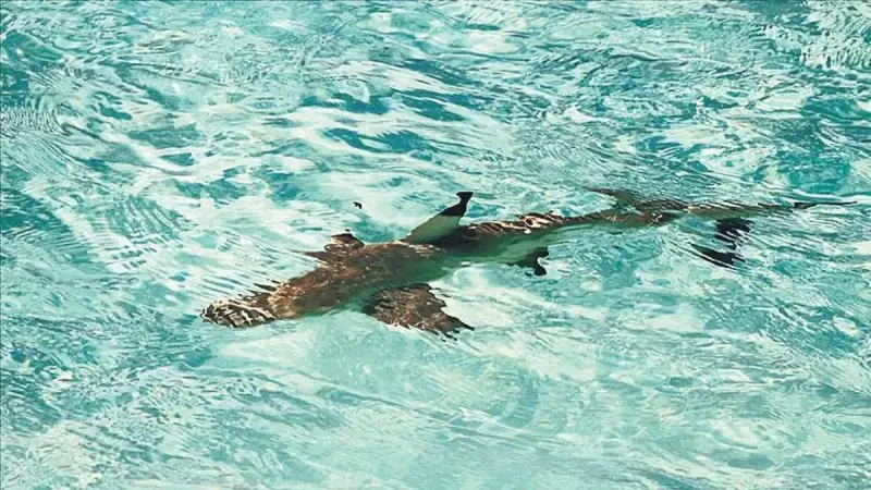 Avustralya'da Köpekbalığı Saldırısı: 1 Ölü, 1 Yaralı