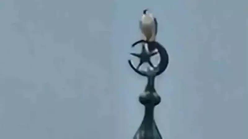 Bartın'da Cami Minaresinde Gökdoğan Kuşu Görüntülendi