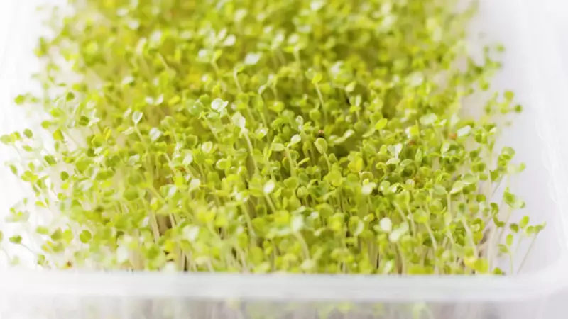 Bilim İnsanları Dünyanın En Sağlıklı Sebzesini Açıkladı!