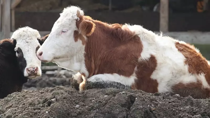 Bolu'da Şap Alarmı! 18 Köy ve 4 Mahalle Karantinada - Büyükbaş Hayvanlarda Kritik Vaka