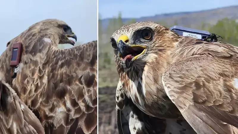 Bozkır Şahini'nin İnanılmaz Yolculuğu: 25 Yılda 28 Ülkeyi Geçerek 103 Bin 456 Kilometre Katetti!